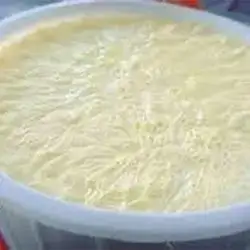 Cow Yogurt