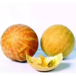 Colocynth