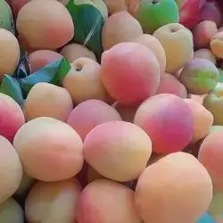 Apricot