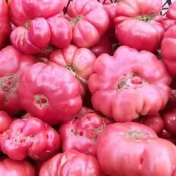 Golden Tomatoes