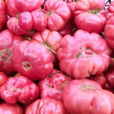 Golden Tomatoes
