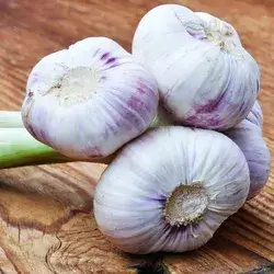 Iraqi Garlic