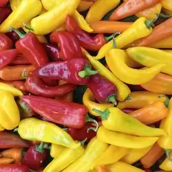 Khartoum pepper ( color and color )