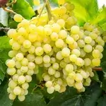 Kishmish Grapes