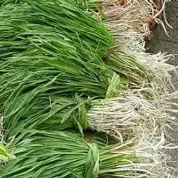 Common Chicory