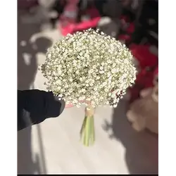 Gypsophila Flower