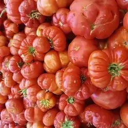 Local Tomatoes