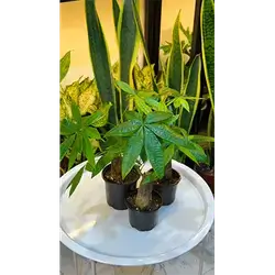 Pachira (Money Tree)