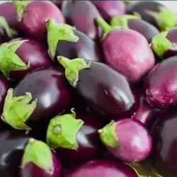 Aubergine
