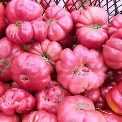 Golden Tomatoes