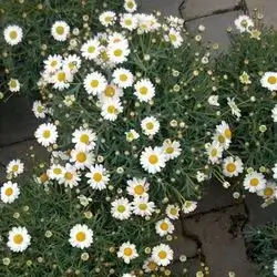 Daisy Flower