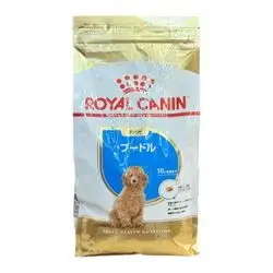 Poodle Puppy 1.5Kg