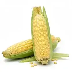 Fresh Local Corn