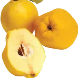 quince