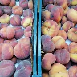 Peach