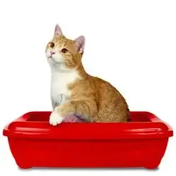 litter box opened 