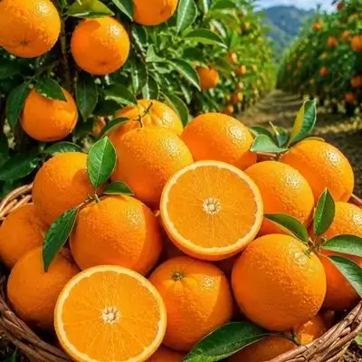 AfricanOrange