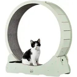 Cat Training S