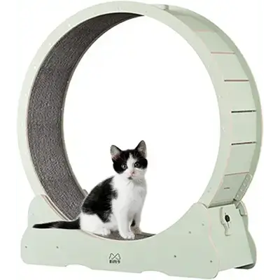 Cat Training S
