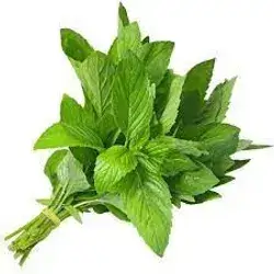 Mint