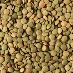 Green Lentil