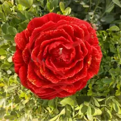 Large Flower Candle III