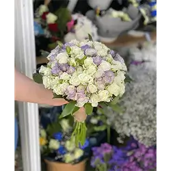 Baby Rose