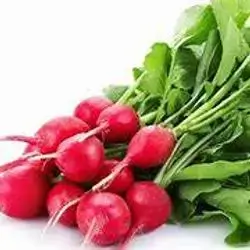 Radish