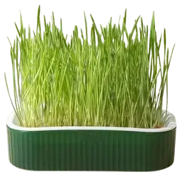 E324 Cat Grass Basin