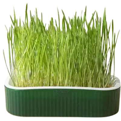 E324 Cat Grass Basin