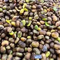 Qazwan Seeds