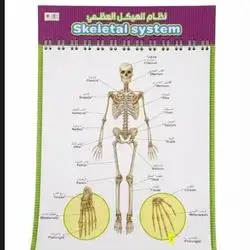 SKELETAL SYSTEM