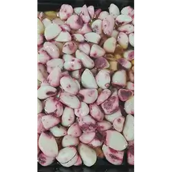 Garlic