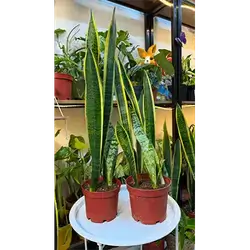 Snake Plant (Tall)