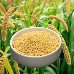 Plain Yellow Millet for Budgie Food, 1 KG