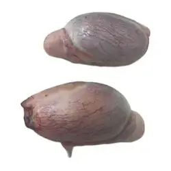 Lamb Eggs