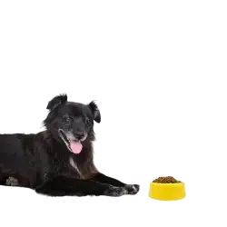 Plastic Bowl