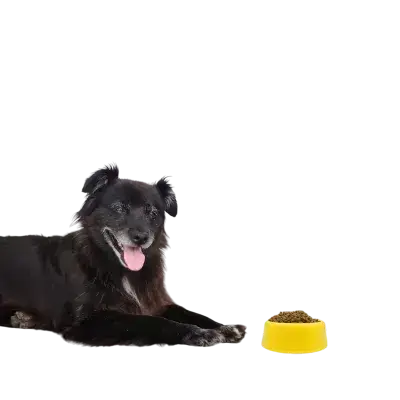 Plastic Bowl