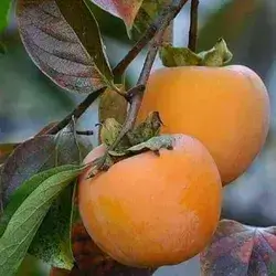 Kaki