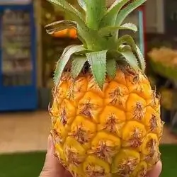 Baby Pineapple