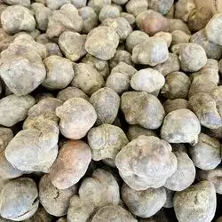 Small Black Truffle