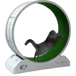 Cat Running Wheel M