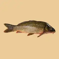 Fish Without Grilling 2.250 Kg