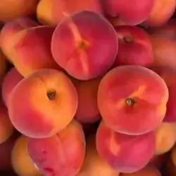 Red Apricot