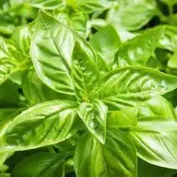 Basil