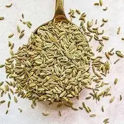 Fennel