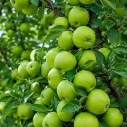 Italian Green Apple