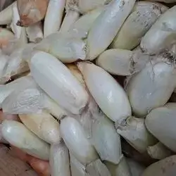 Onion Dolma