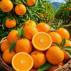 Sweet Syrian Orange