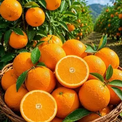 Sweet Syrian Orange